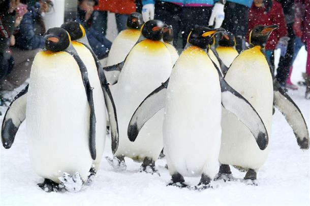 観光バス(期間限定ツアー)