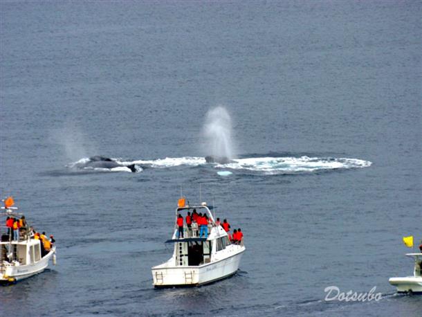 1月～3月はザトウクジラが見えるかも