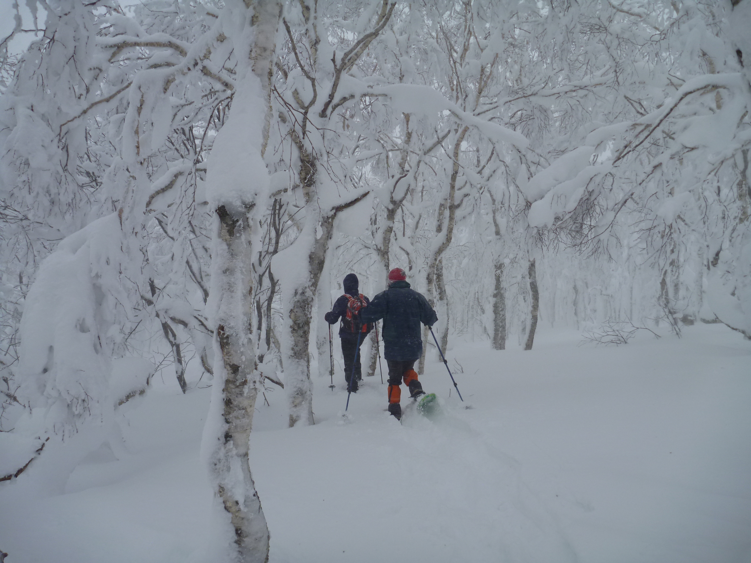 霧氷に覆われた静寂の森へ