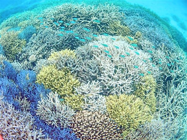熱帯魚の楽園で自然を満喫！