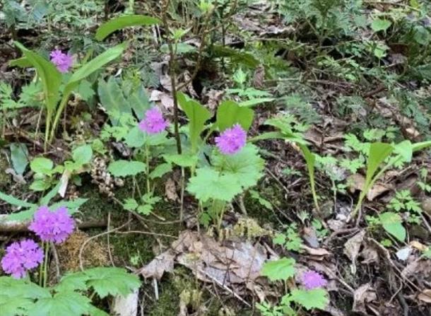 プロガイドの解説・レクチャー付き