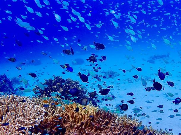 宮古島のサンゴ礁と魚たちに会おう！
