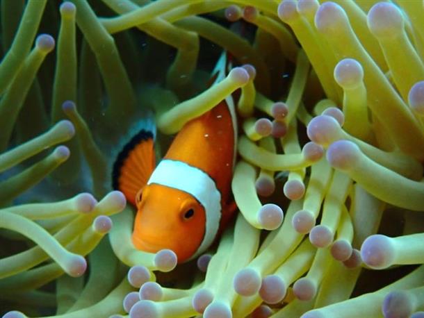 ニモで知られるクマノミにも会えるよ！