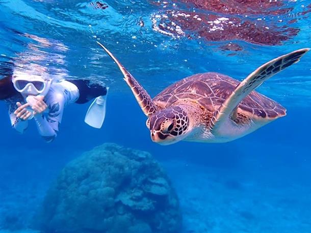 ウミガメさんとお魚になった私 ♪