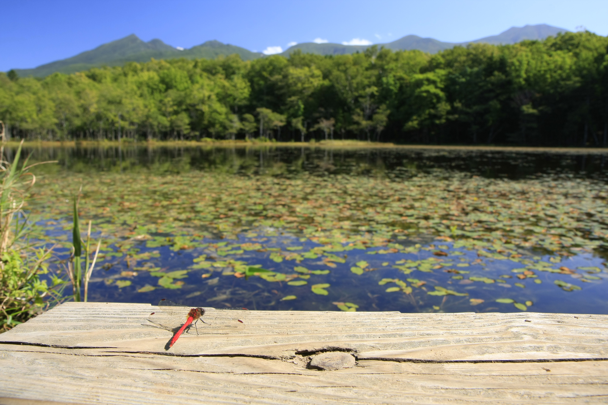 小さな生き物の気配に目を凝らす楽しみ方も