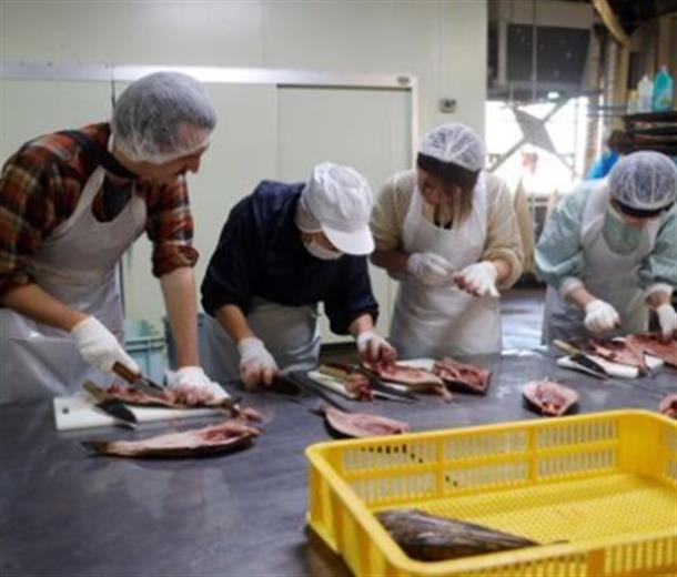 ほっけの捌き体験