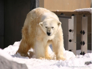 ホッキョクグマ