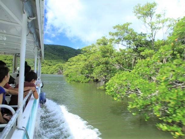 仲間川マングローブクルージング