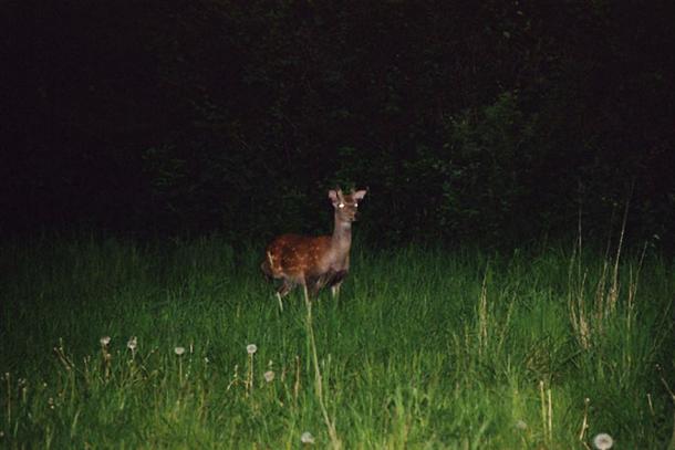運が良ければこんな出逢いも…