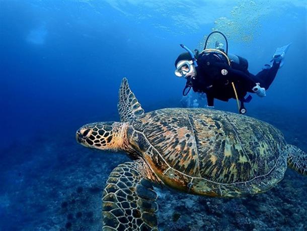 カメと一緒に泳ごう