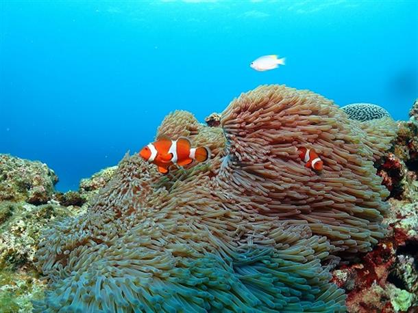 沖縄の綺麗な魚に会いに来て♪