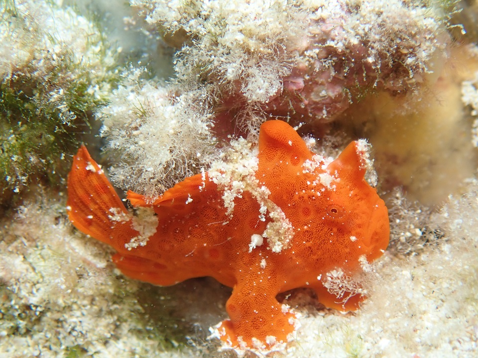 イロカエルアンコウ