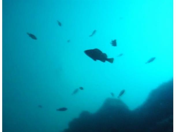 魚が泳ぐ様子が見られるかも？！