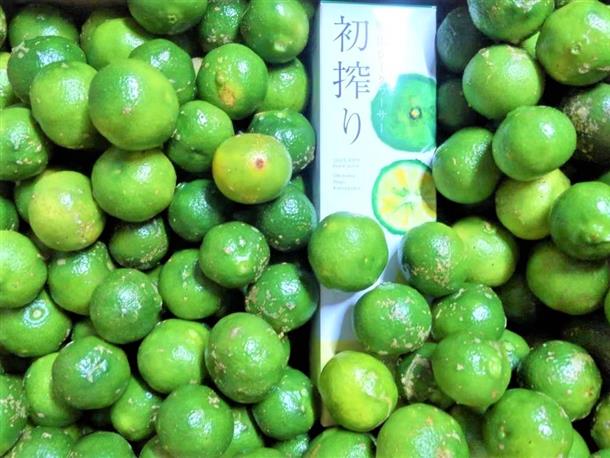 シークヮーサーの樹のオーナーになろう！