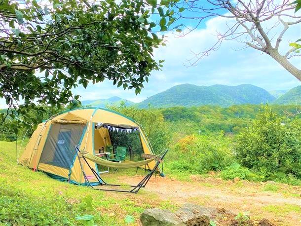 シークヮーサー畑で農家体験&農園キャンプ！農場BARで特製カクテル付き♪