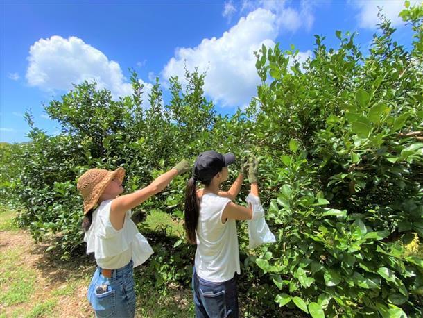 農園ではシークヮーサーの収穫体験も