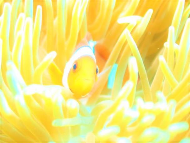 かわいいクマノミがお出迎え★