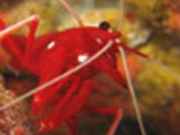 かわいい水中の生き物たち♪