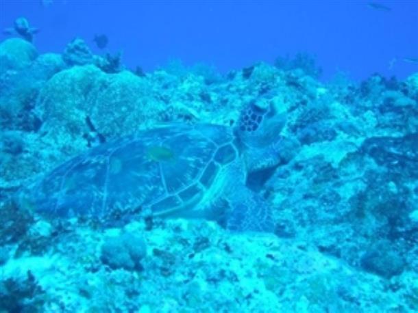 沖縄本島からフェリーで30分♪