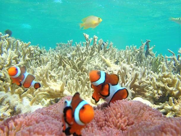 カクレクマノミにも会える♪