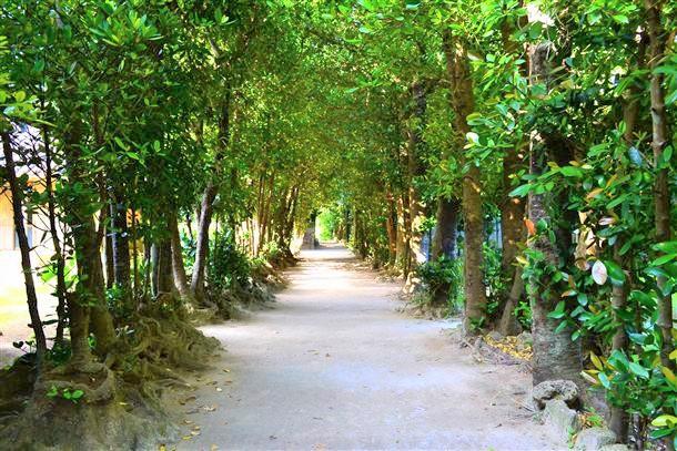 「備瀬のフクギ並木」はビーチから徒歩1分