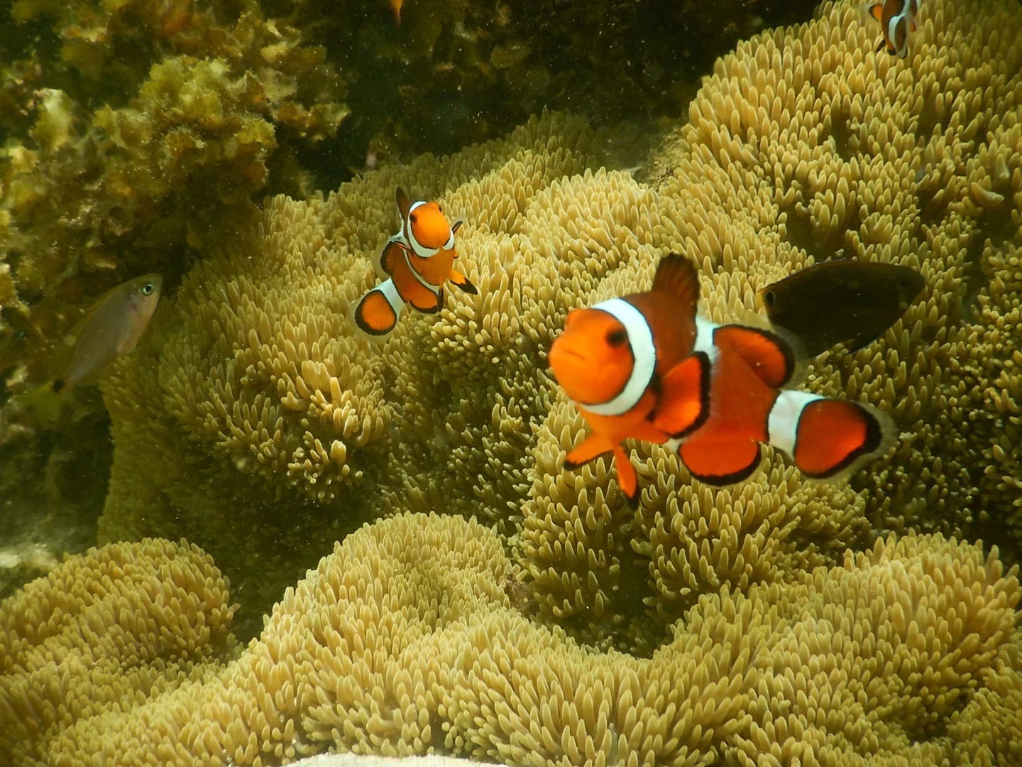 かわいいカクレクマノミ★