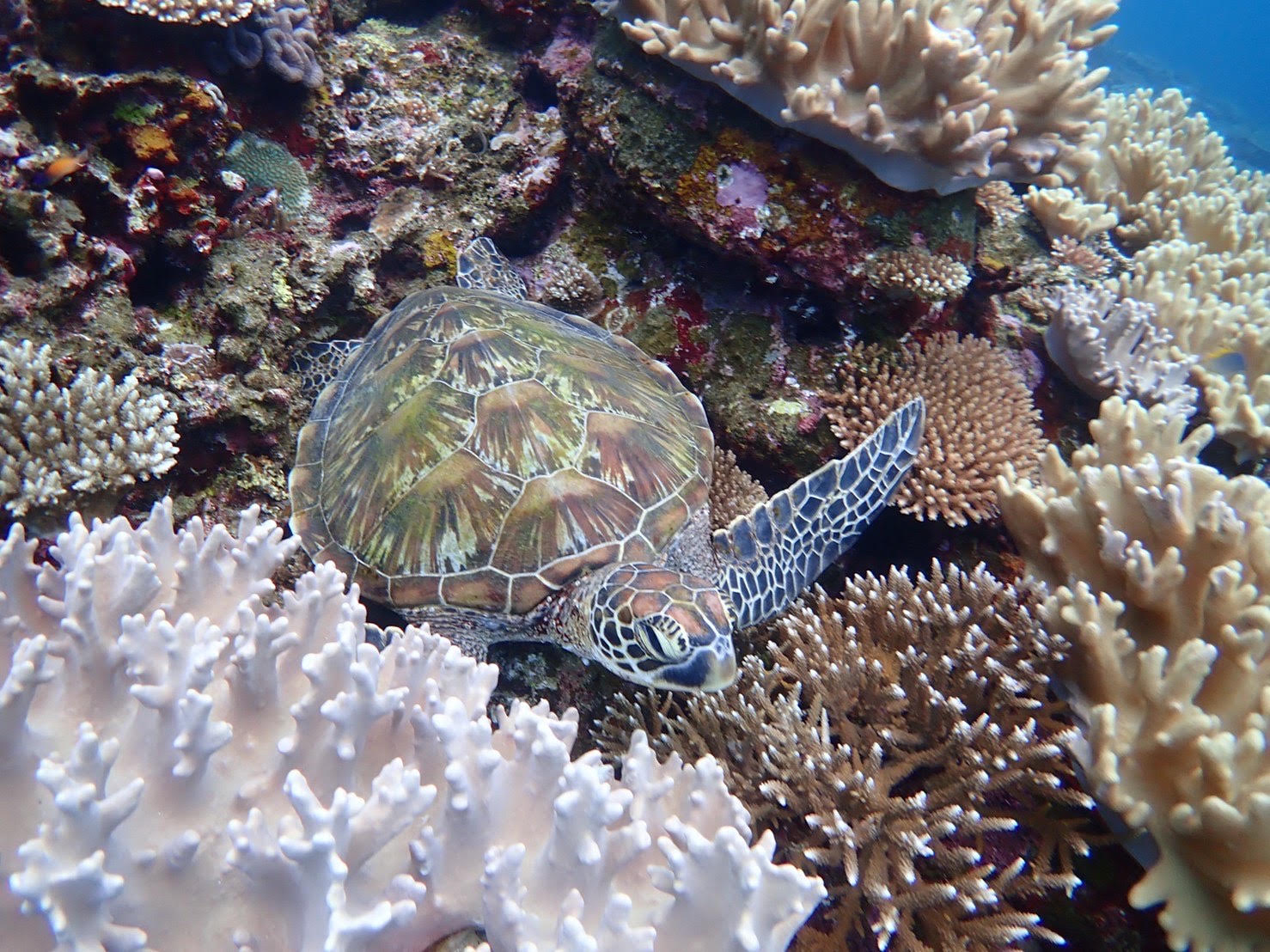 シュノーケルを1回体験ダイビングに変更も