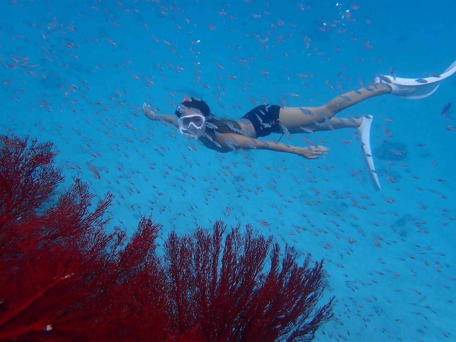 パナリだけの真っ赤なサンゴを見に行こう！