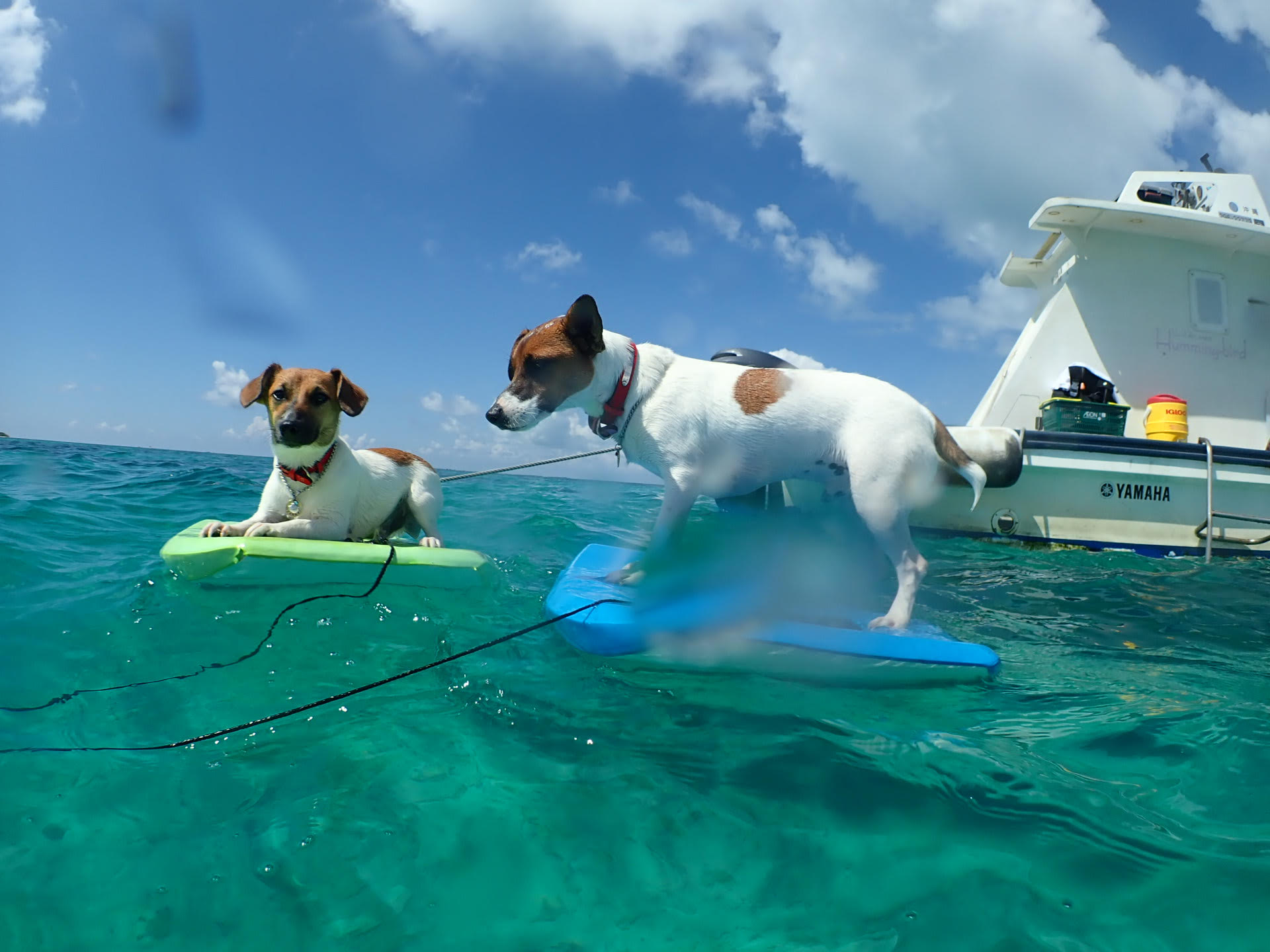 ボートチャーターも大歓迎！