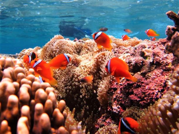 カラフルな熱帯魚も間近で見れちゃう！
