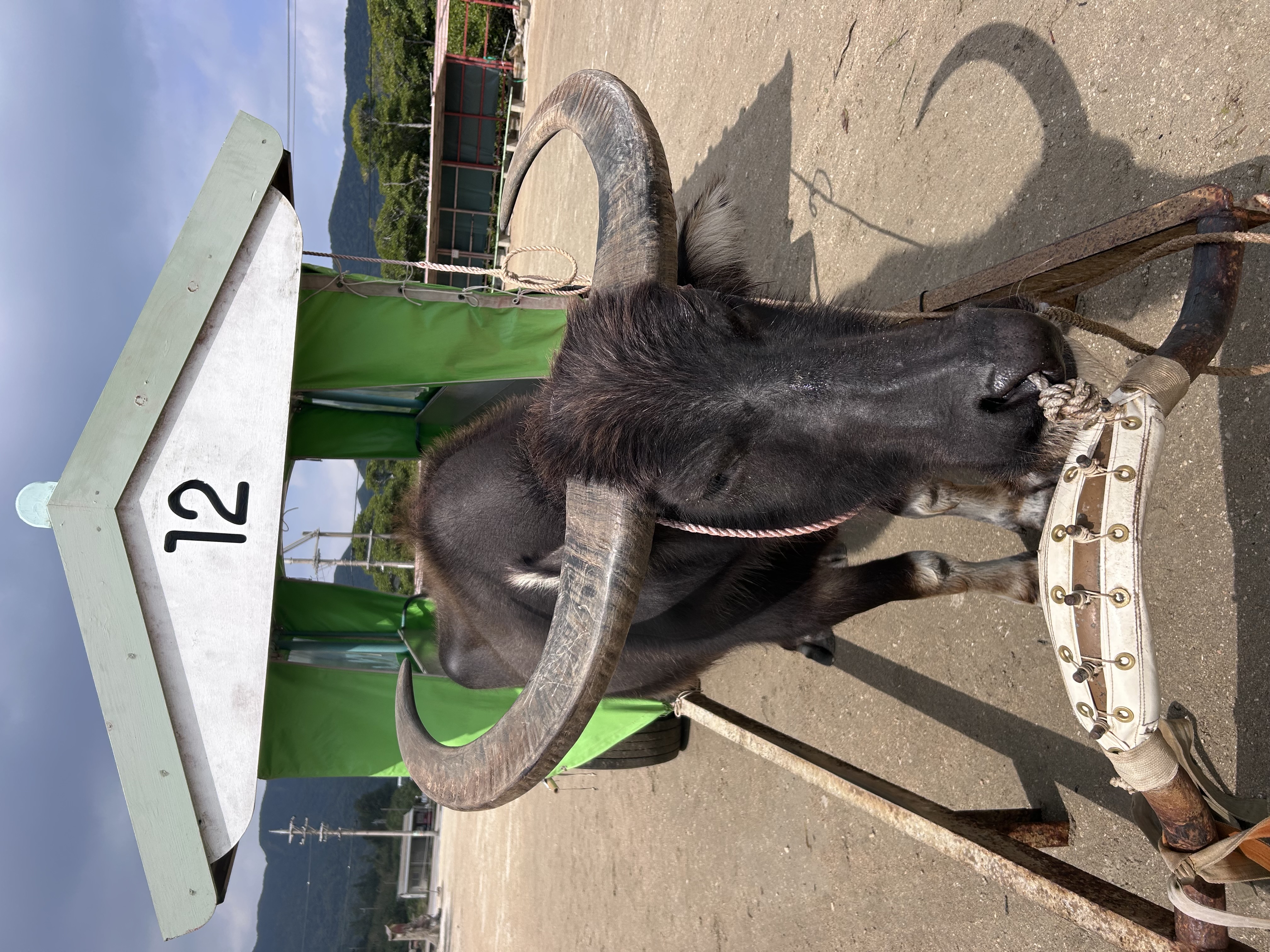 水牛車に乗って