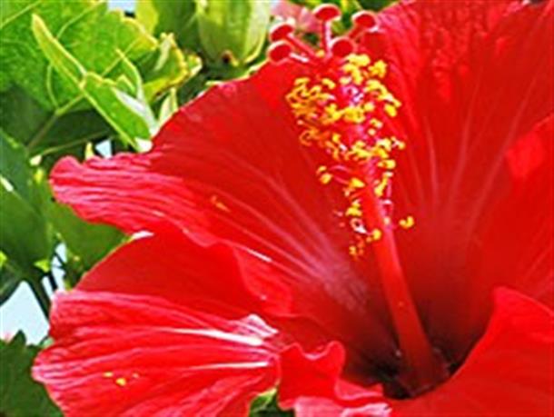 ハイビスカスの花