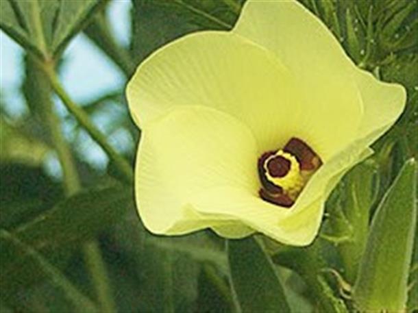 オクラの花