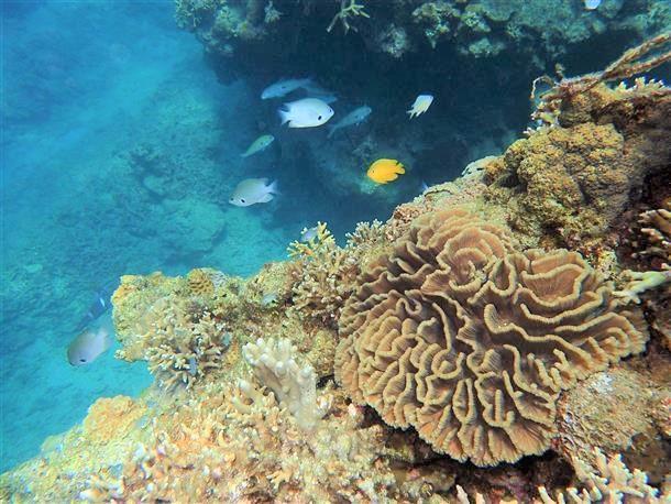 サンゴと熱帯魚たちがたくさん