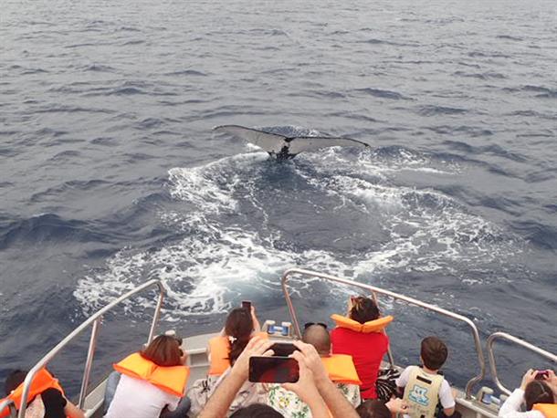 ホエールウォッチング♪