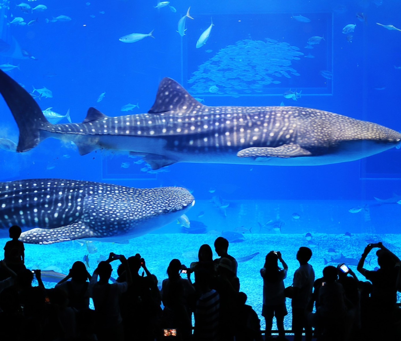 沖縄美ら海水族館