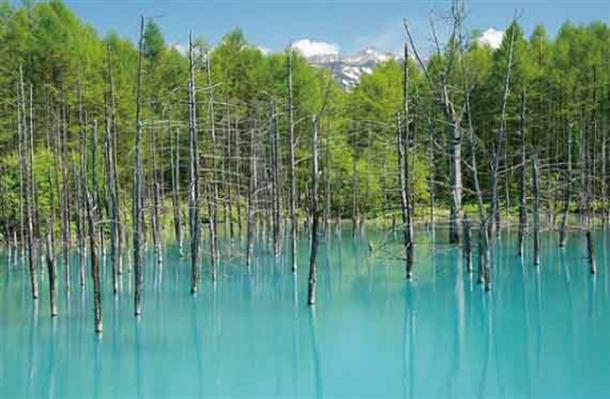 人気スポット！美瑛・青い池