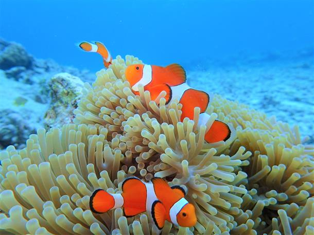 カクレクマノミにもあえるかも♪