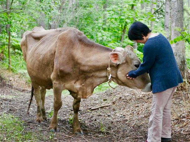 動物好きな方に牛とのふれあいもおすすめ
