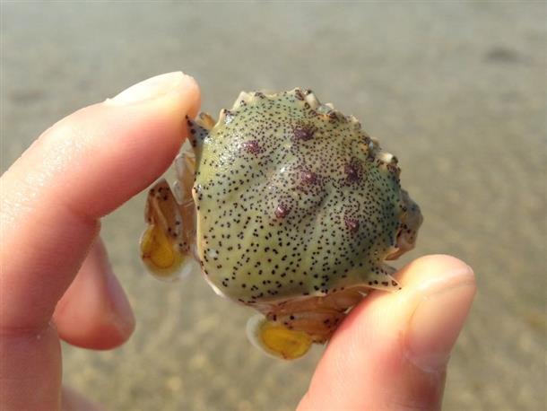 西表島でしかであえない生き物も！
