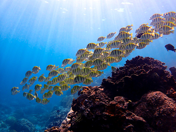 色鮮やかなお魚に目を奪われる！