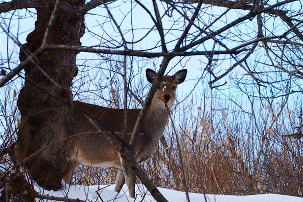 川岸でひょっこりエゾシカと遭遇することも