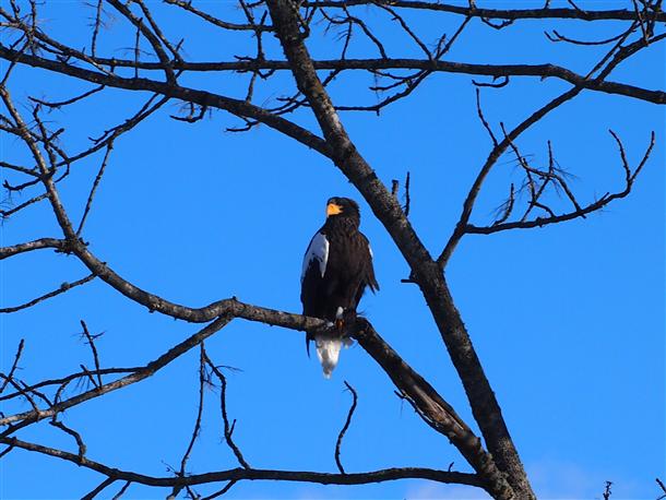 冬の釧路は野生動物を発見しやすい！