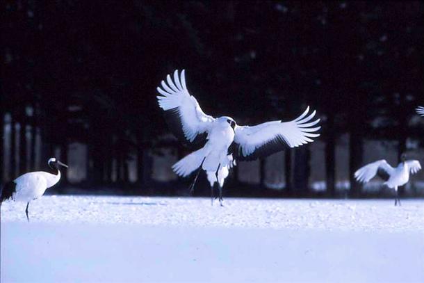 見れたらラッキー！タンチョウの舞