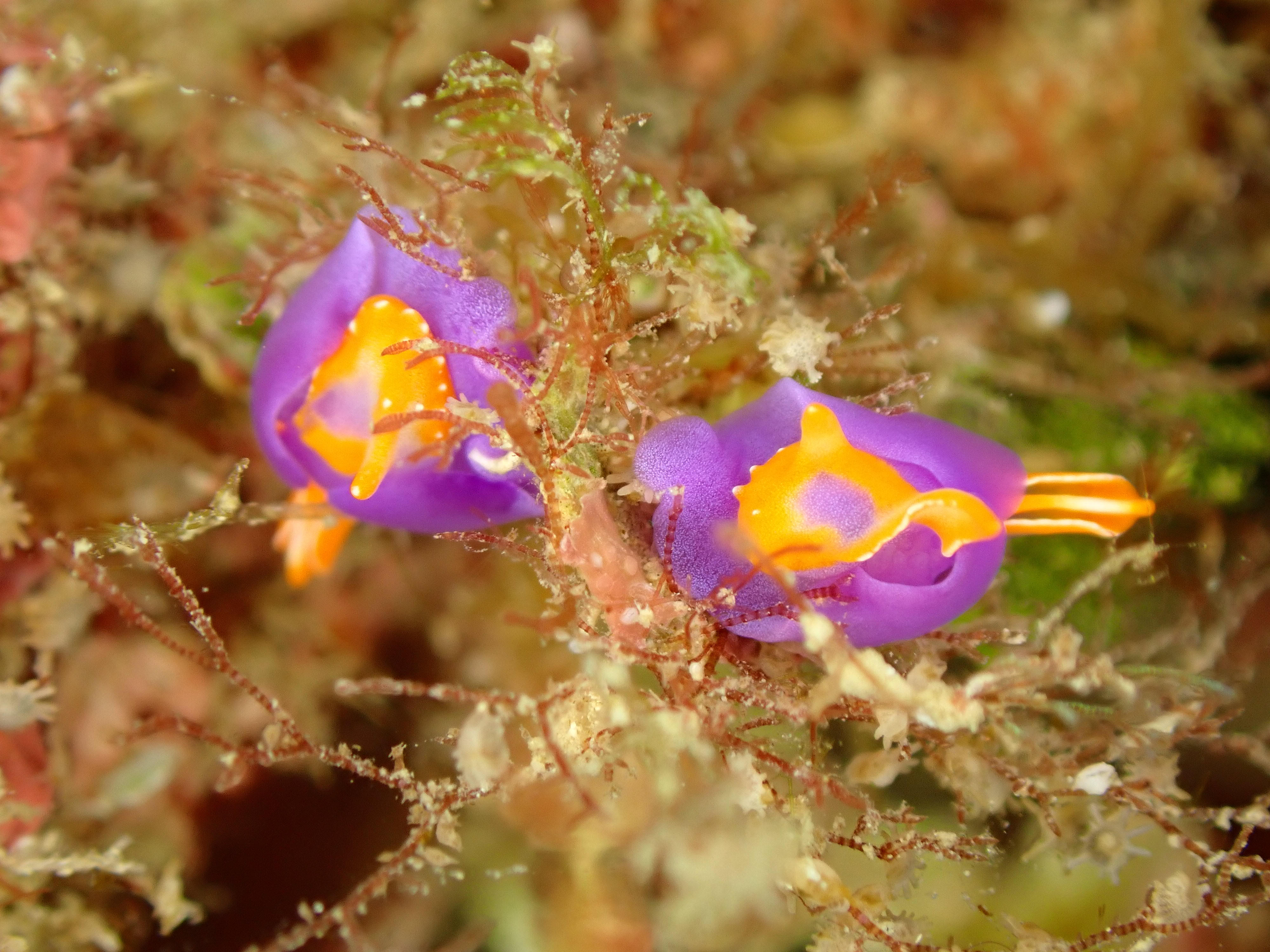 ムラサキウミコチョウ（砂辺No.1）