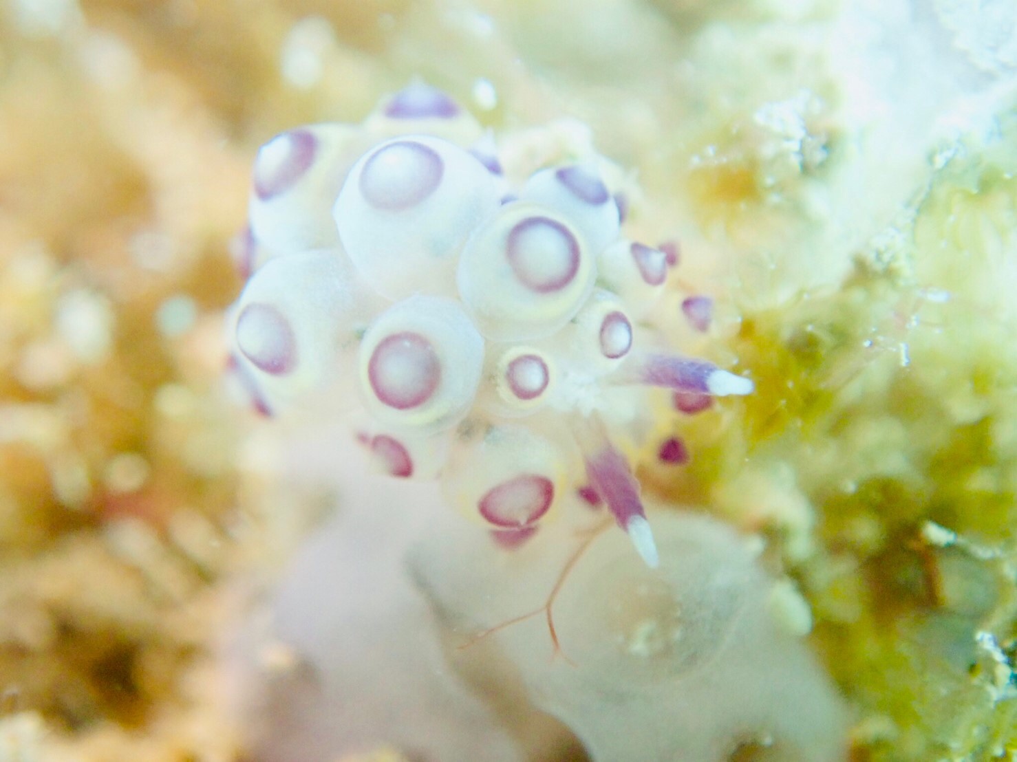 キホシウロコウミウシ（天願ビーチ）