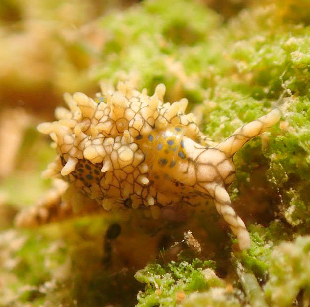 テンガンノツユ（天願ビーチ）