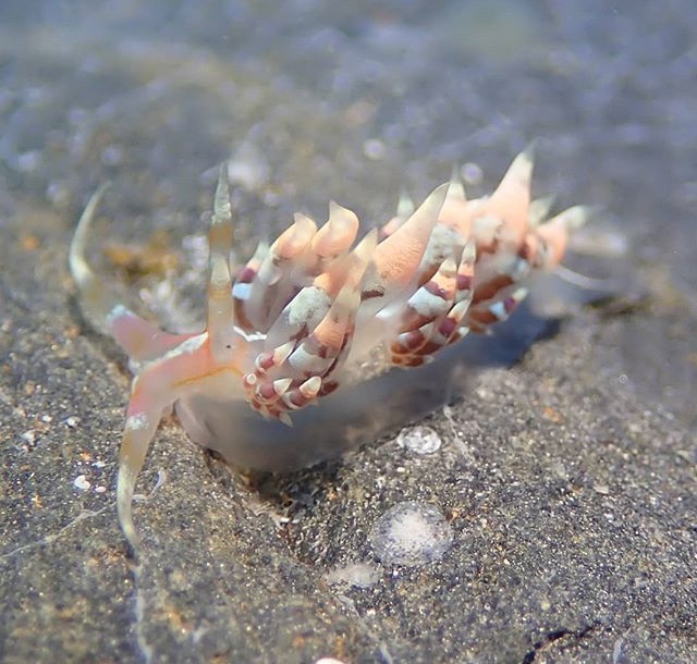 デンショクミノウミウシ（砂辺No.1）