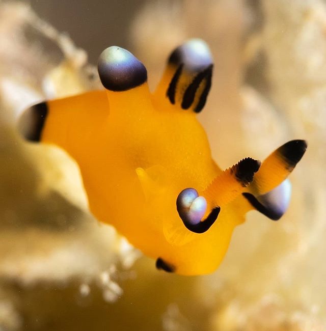 ウデフリツノザヤウミウシ（崎本部公園）