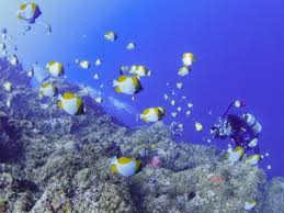 魚影の濃いポイント